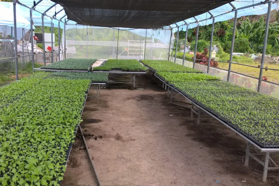DOMINICA CROP