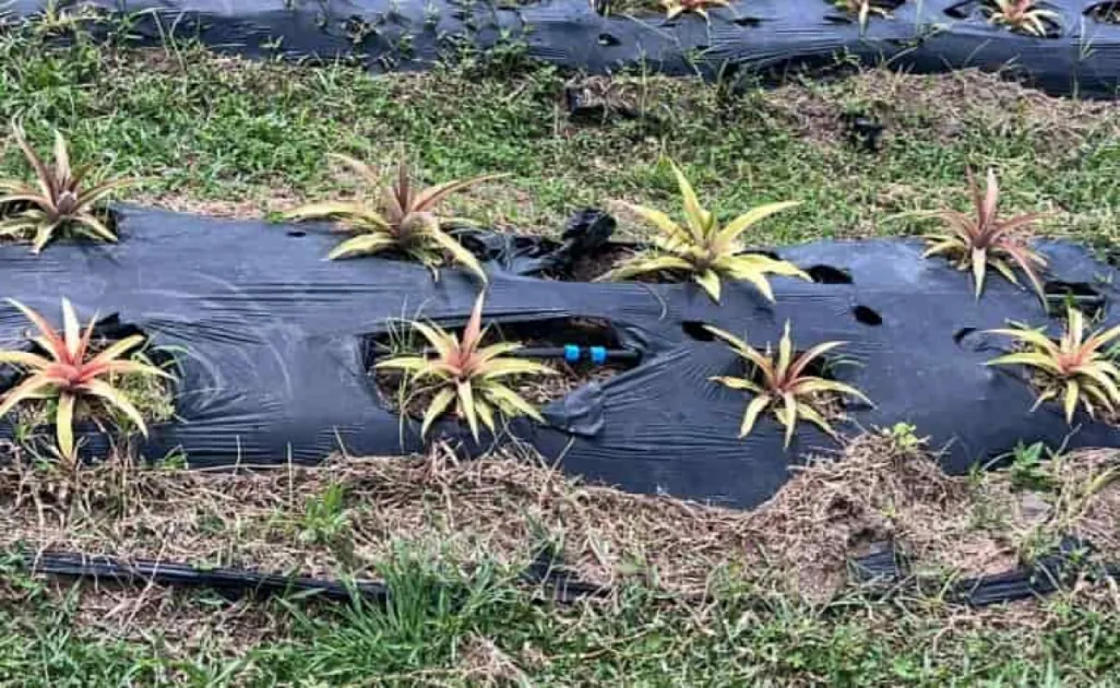 Antigua revives iconic Black Pineapple: 15,000 slips planted ahead of ...