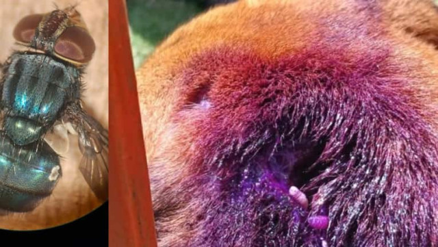 Worm Fly Insect Belize: Deadly new world screwworm fly detected, alarming cases in ...