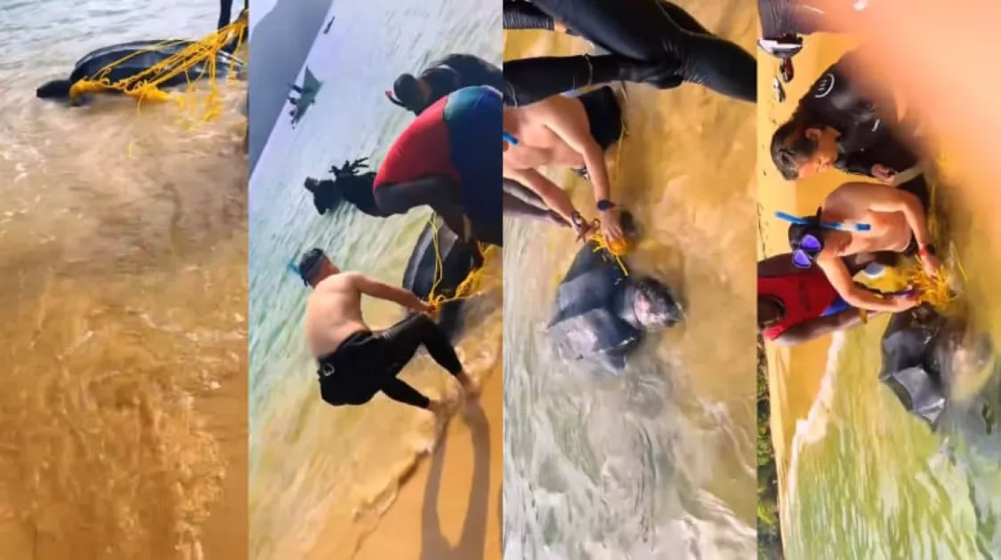 Tobago boys hailed as heroes after rescuing trapped leatherback turtle