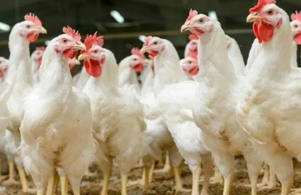 Jamaica's poultry industry thrives amid high chicken consumption
