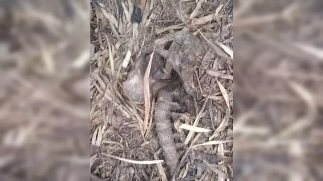 Trinidad: Burnt human remains found near Arouca, homicide probe launched 