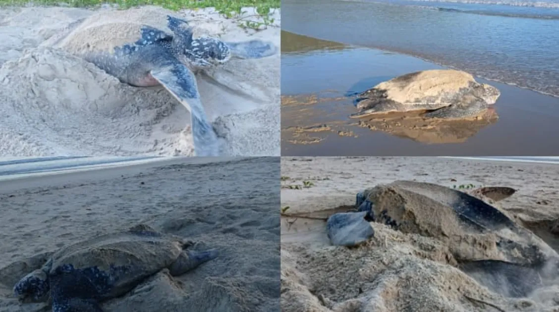 Trinidad: Turtle nesting surges at Las Cuevas Beach with 300 arrivals in one week