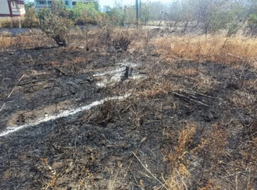 Bushfire in Salisbury damages farms, destroys crops in Dominica
