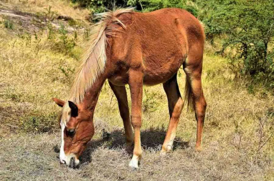 Two pregnant Saint Lucian horses euthanised in Grenada over missing permi...