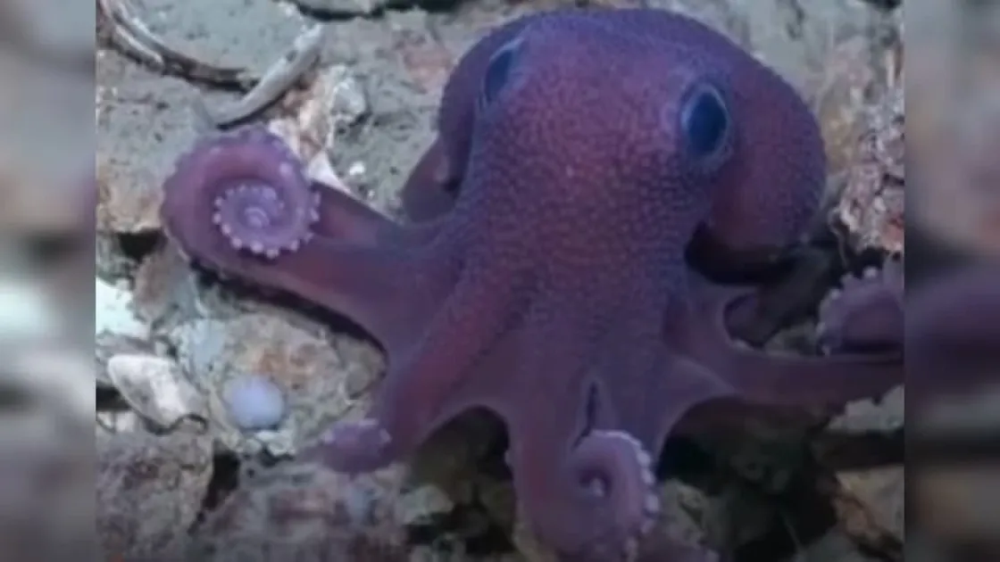 Rare octopus discovered by scientists in Trinidad and Tobago