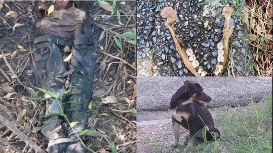Dog carrying human jawbone leads to discovery of skeletal remains in Trinidad