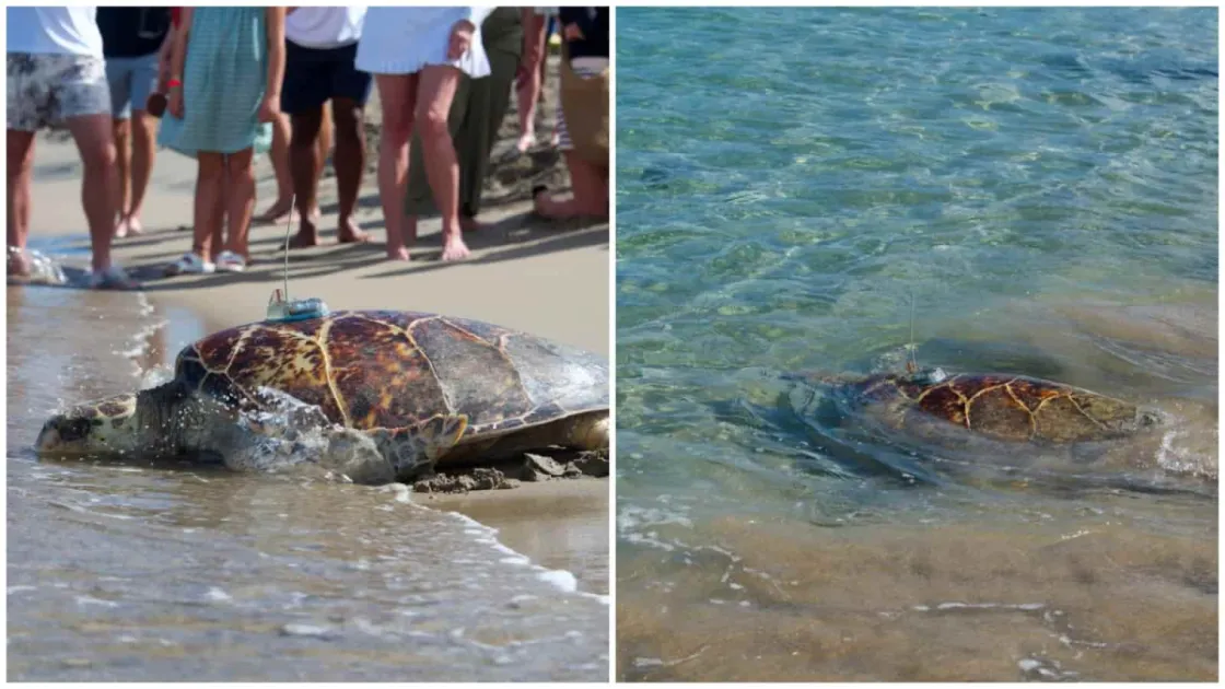 Scientists satellite-tag Hawksbill Turtle 'Sandy' in Nevis to track her Caribbean journey