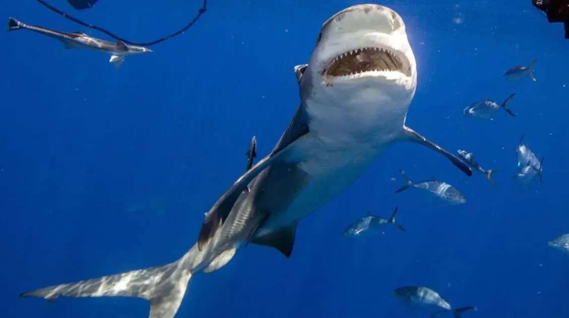 Bahamas: 37-year-old woman seriously injured in shark attack off North Bimini